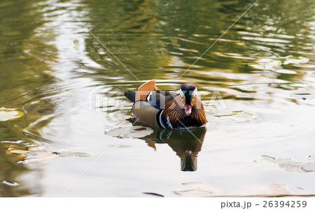 mandarin duck swimming mandarin duck swimming 26394259