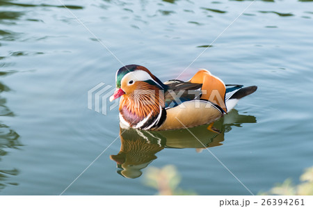 mandarin duck swimming 26394261