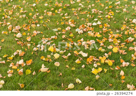 autumn leaves on a green lawn autumn leaves on a green lawn 26394274