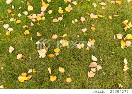 autumn leaves on a green lawn autumn leaves on a green lawn 26394275