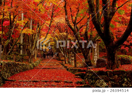 鶏足寺の紅葉 26394514