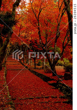 鶏足寺の紅葉 鶏足寺の紅葉 26394515