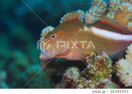 大あくび 大あくび 26395055