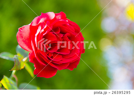 赤い薔薇 赤い薔薇 26395295