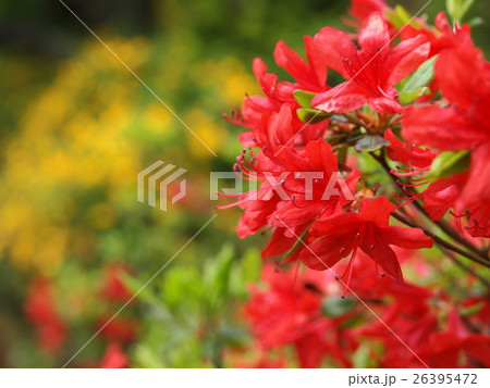 つつじ咲く頃 26395472