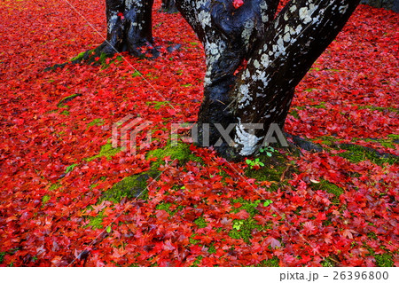 紅敷 盛岡市中央公民館 26396800