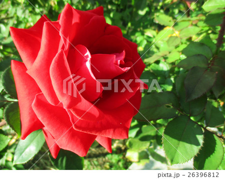 赤いバラ 26396812