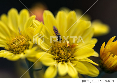 黄色い小菊に留まるヒラタアブ 26396814