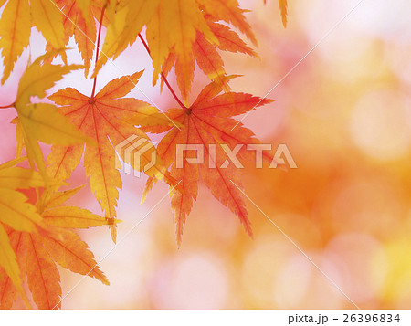 紅葉・色づき始め 26396834