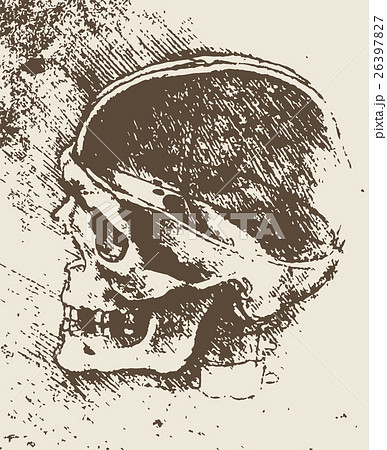 頭蓋骨スケッチイラスト 26397827