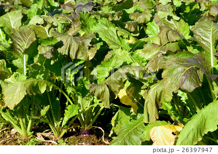 伝統野菜 稲核菜の写真素材