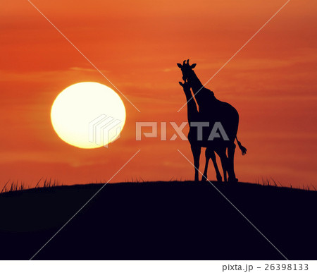 Giraffes At Sunset 26398133