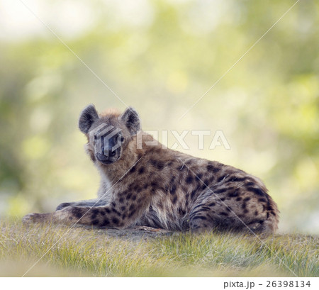 Spotted hyena resting Spotted hyena resting 26398134