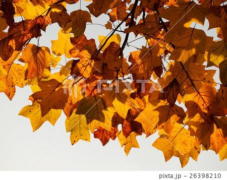 モミジバスズカケノキの黄葉　プラタナスの黄葉　紅葉 26398210