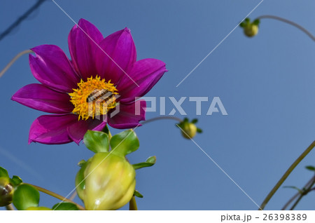 皇帝ダリア ハイブリッド種 ガッツァリアローズとミツバチの写真素材 2639