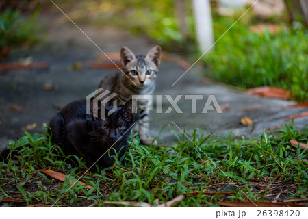 Lonely black cat Lonely black cat 26398420