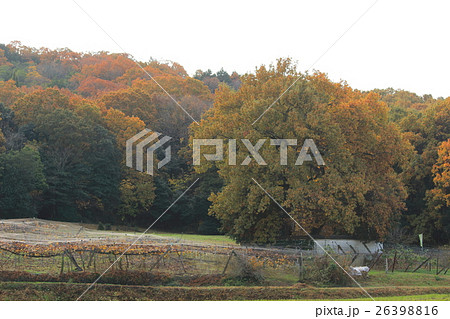 平井山の紅葉（竹中半兵衛の墓付近） 26398816