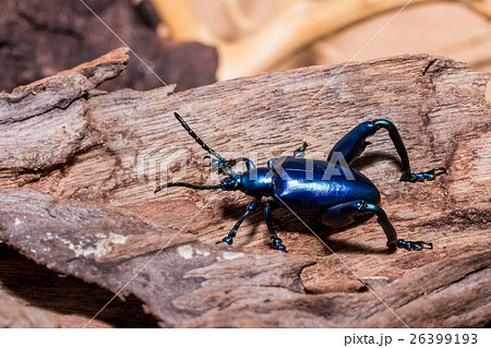 Frog-legged leaf beetle (sagra buqueti) Frog-legged leaf beetle (sagra buqueti) 26399193