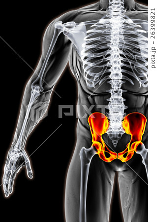 pelvis pelvis 26399821