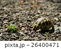 動物 動物学 クリーパー 26400471