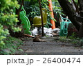 動物 動物学 猫 26400474