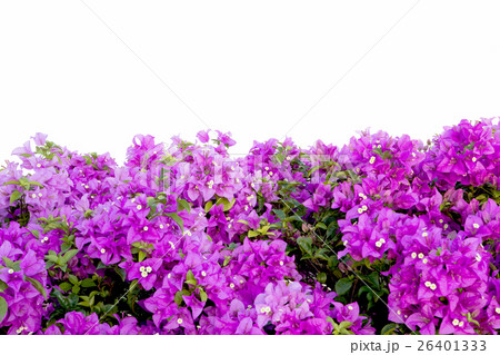 bougainvilleas isolated on white background. 26401333