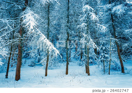 frozen forest with snow, winter landscape frozen forest with snow, winter landscape 26402747