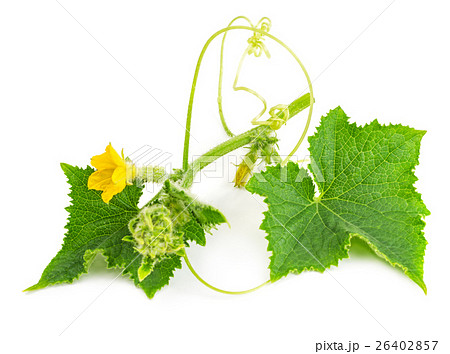 Baby cucumbers with leaves and flowers Baby cucumbers with leaves and flowers 26402857