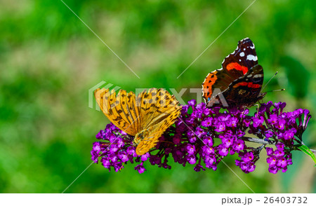 Butterflies ignore each other Butterflies ignore each other 26403732