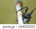 カミキリムシ 26403833