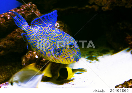 Beautiful underwater world with tropical fish 26403866