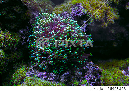 Actinia seaweed under water 26403868