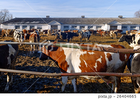 Cows on the farm 26404665