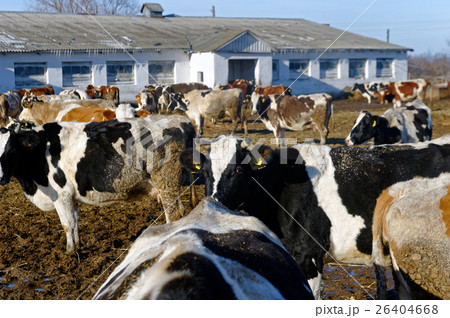 Cows on the farm Cows on the farm 26404668