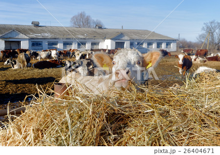 Cows on the farm 26404671