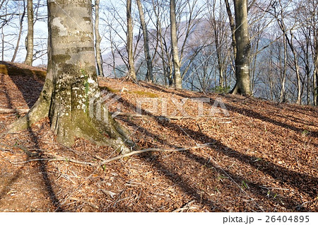 ヤタ尾根より大室山 26404895