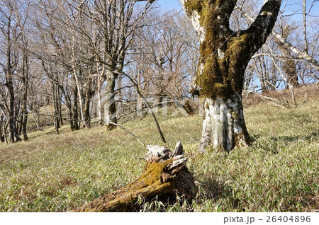 丹沢 ヤタ尾根の大木 26404896