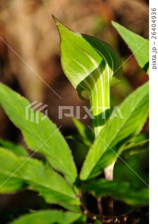 細葉天南星 26404936