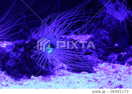 ヒメハナギンチャク 26405173