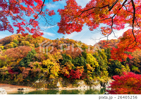 長瀞 秋の紅葉 26405256