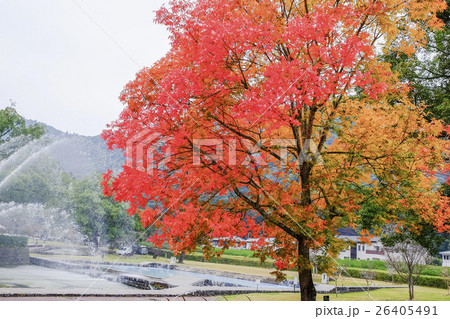 紅葉のカイノキ 紅葉のカイノキ 26405491