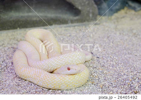 シロヘビ シロヘビ 26405492