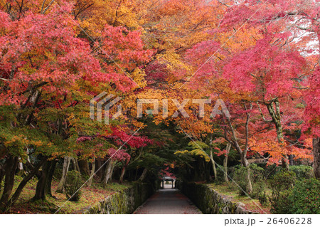 京都府宇治市　琴坂（興聖寺）の紅葉 26406228