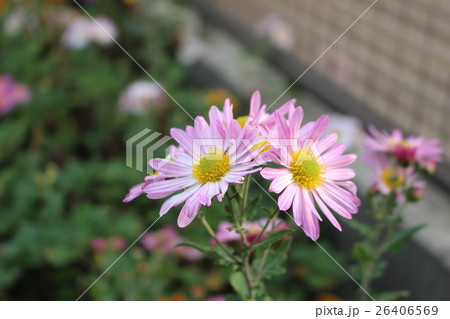 秋 野菊 秋 野菊 26406569
