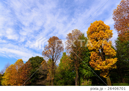 赤坂御用地 街路樹の紅葉10 赤坂御用地 街路樹の紅葉10 26406701