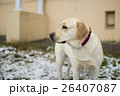 Fawn Labrador Retriever on the first snow 26407087