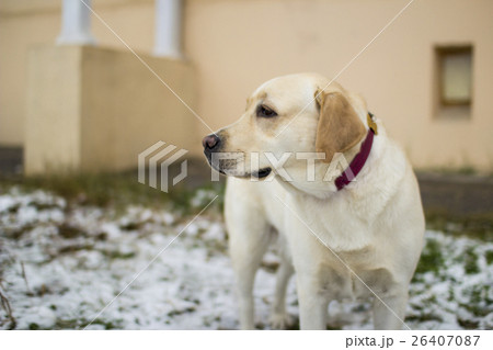 Fawn Labrador Retriever on the first snow Fawn Labrador Retriever on the first snow 26407087