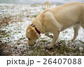 Fawn Labrador Retriever with a red collar sniffs 26407088