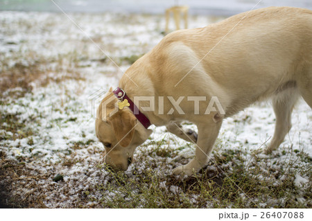 Fawn Labrador Retriever with a red collar sniffs Fawn Labrador Retriever with a red collar sniffs 26407088