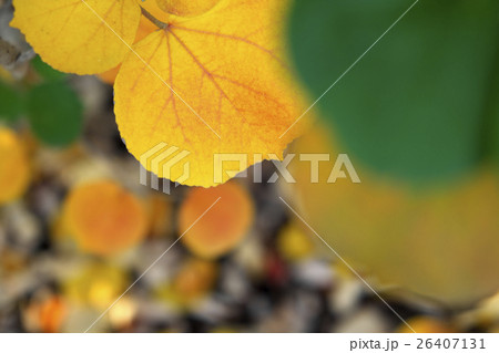 黄葉1(アップ) 黄葉1(アップ) 26407131